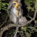 monkey_macaque_balinese_mf_ubud_v_1293_bal5014.jpg